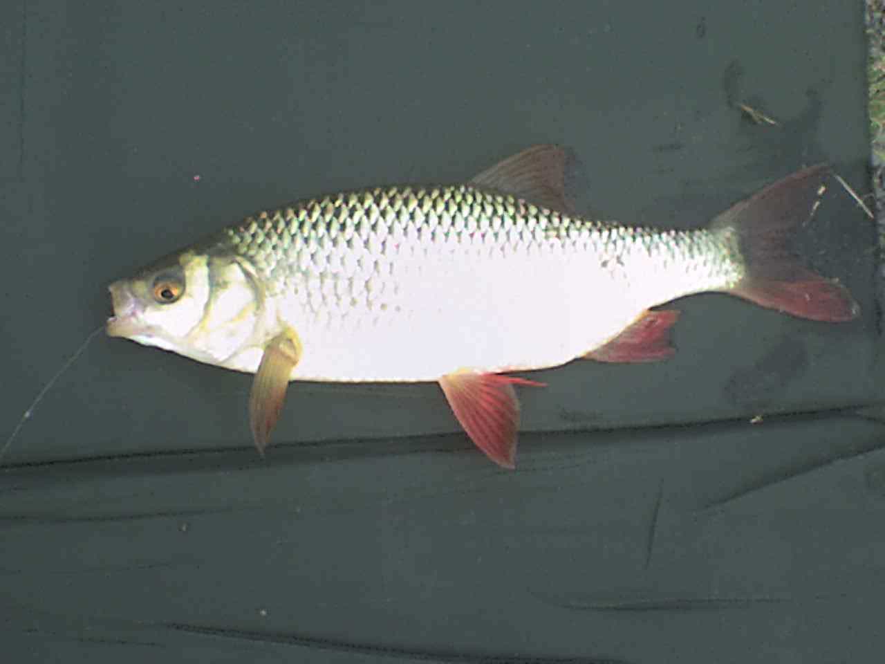 DSC00200 DSC00200