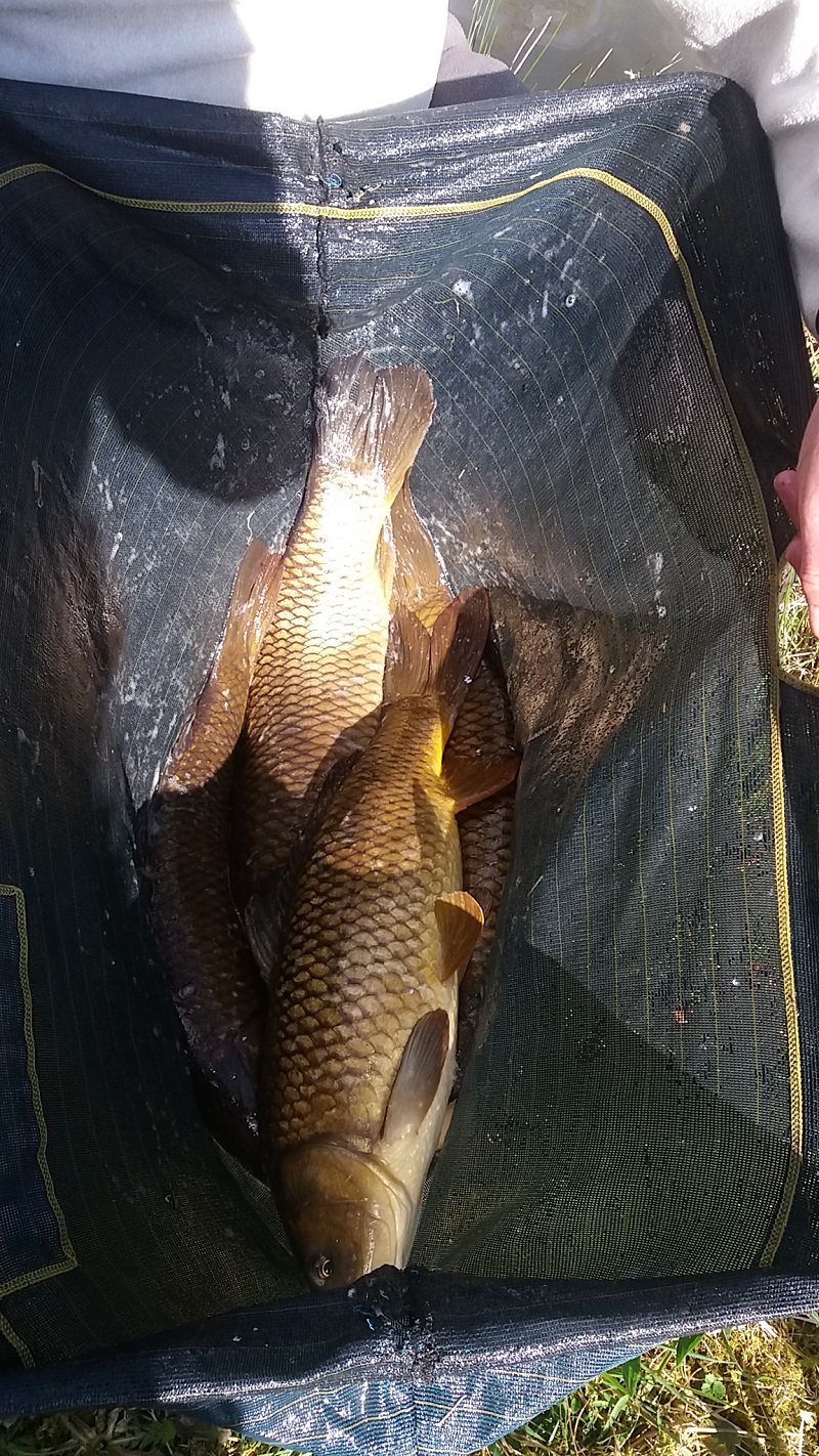 Steves_carp_bag Steves_carp_bag
