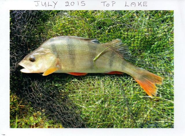 Ted_Perch Ted_Perch