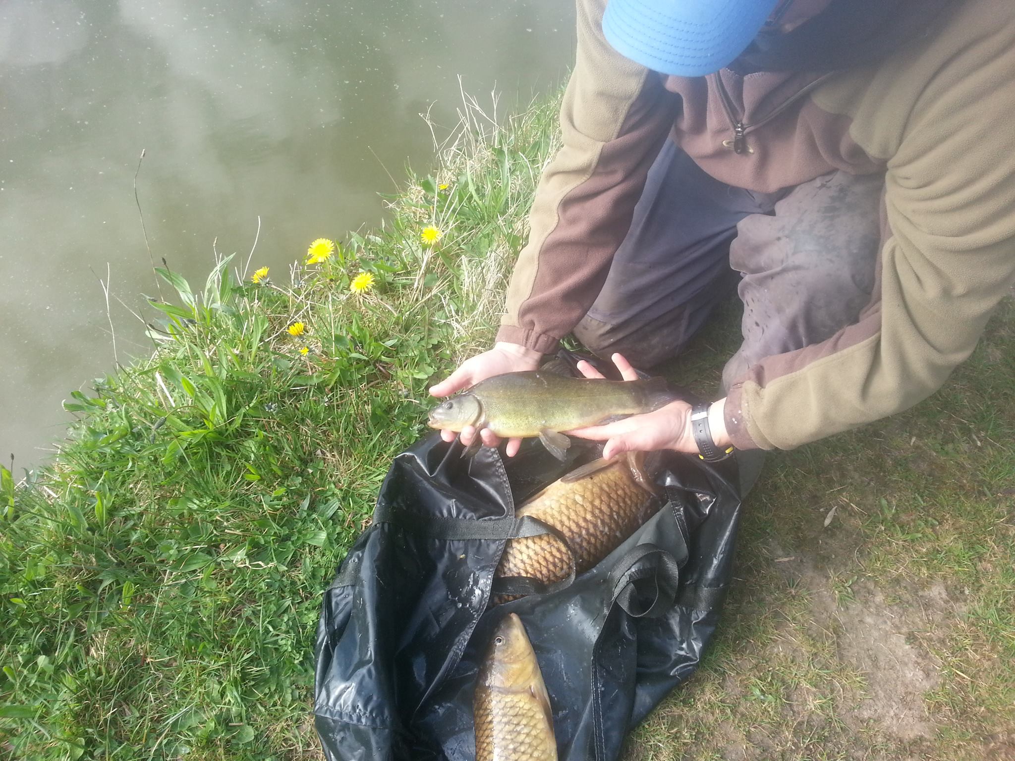 Tench_picture Tench_picture