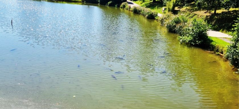 carp_basking carp_basking