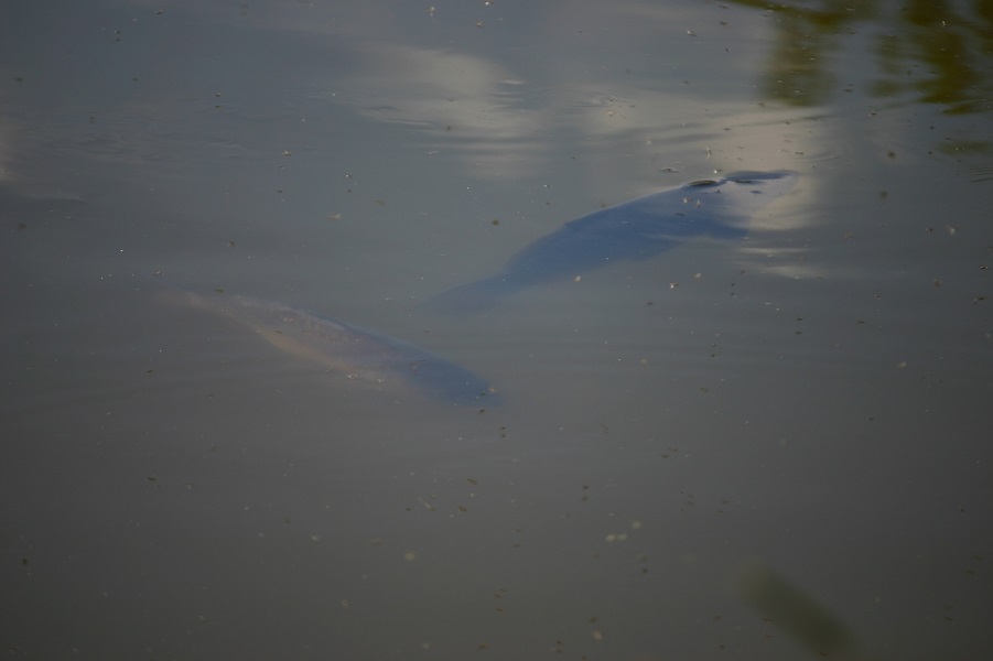 carp_basking_2017 carp_basking_2017