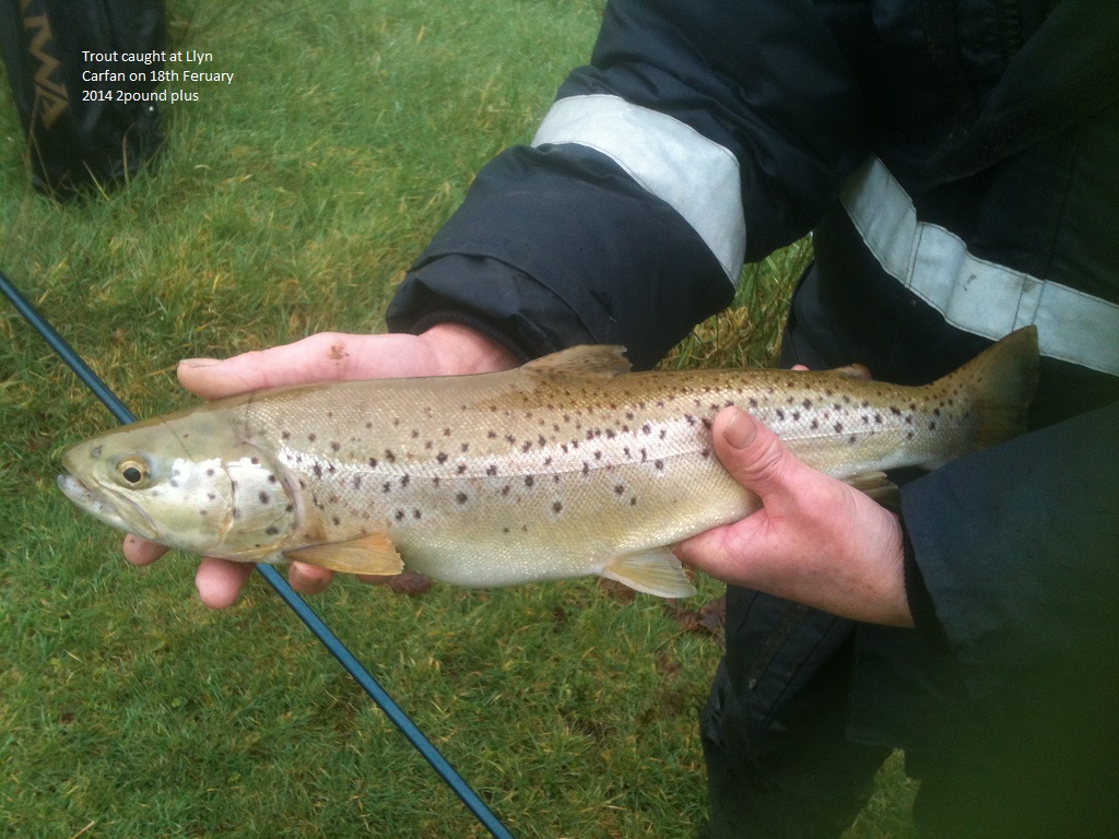resized_trout_3 resized_trout_3