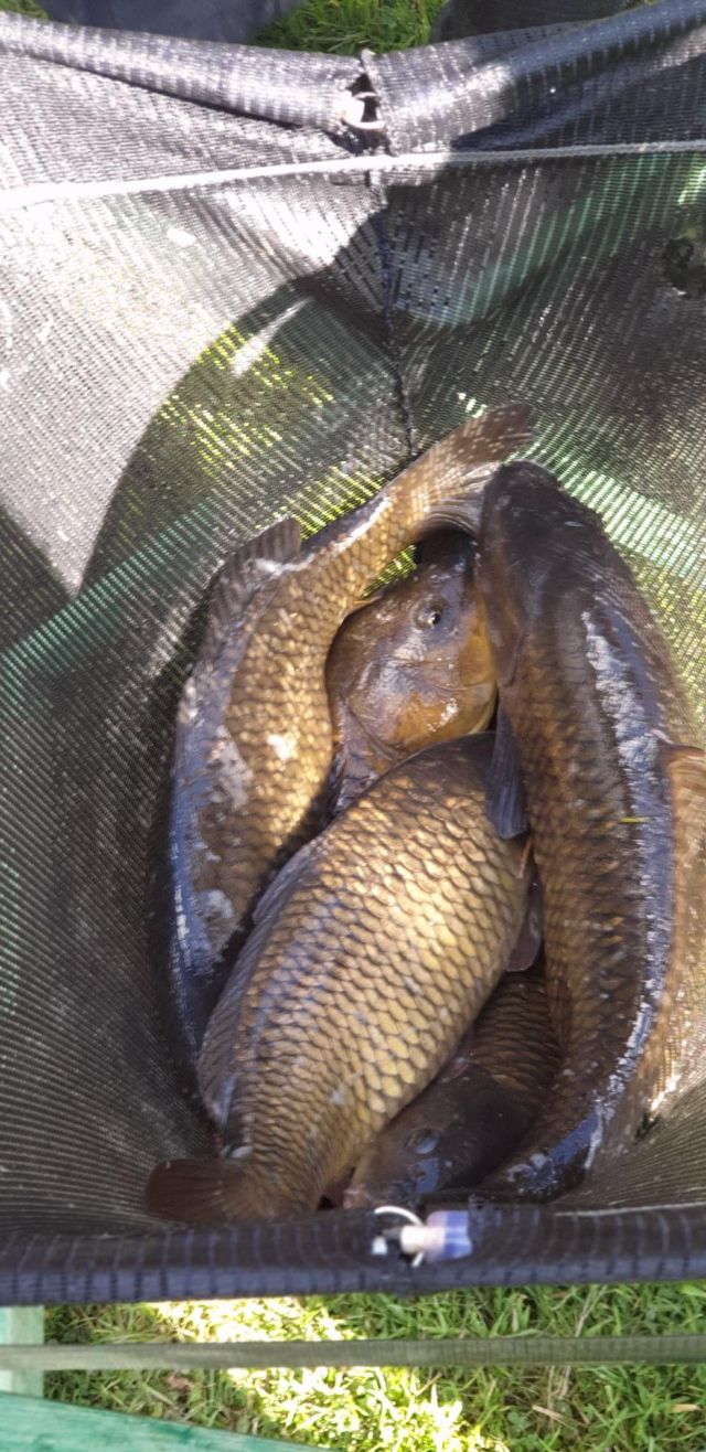 Carp_bag2_20200906_164121 Carp_bag2_20200906_164121