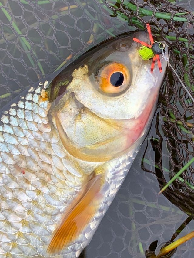 Carp_on_the_fly Carp_on_the_fly