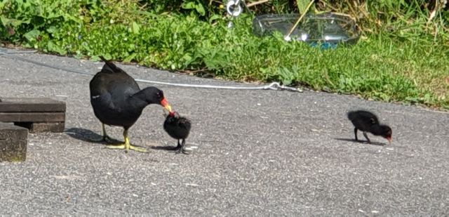 Moorhen Moorhen