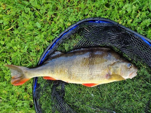 Phil_Perch_20211010_120221_(2)