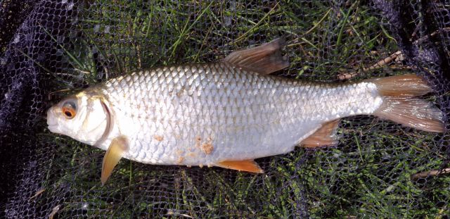 Roach_20200422_153120