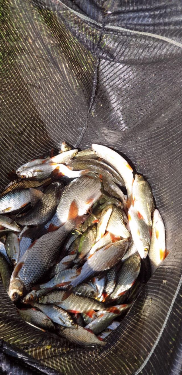 Roach_bag_20200906_163527 Roach_bag_20200906_163527