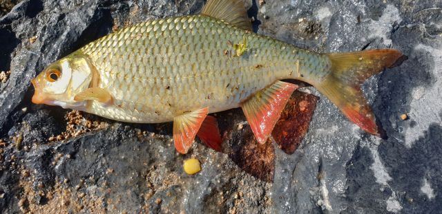 Rudd_20200420_163449