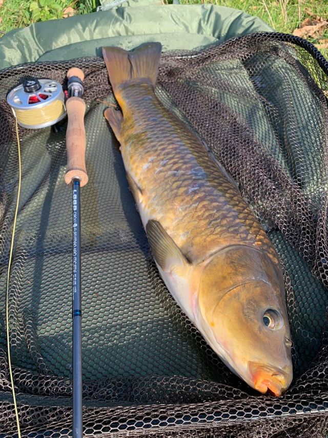 carp_on_the_fly_1 carp_on_the_fly_1