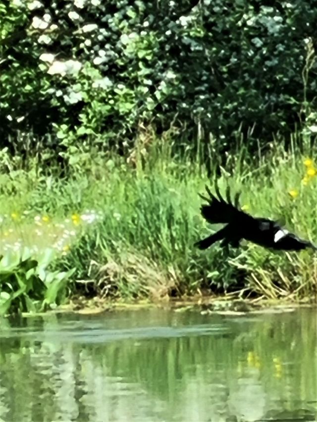 crow_fishing20210601_155220_(2)