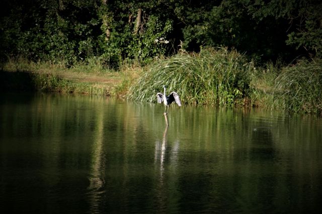 heron_on_pole_IMG_3913_(2)