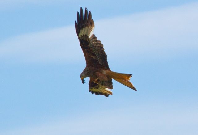 kite kite