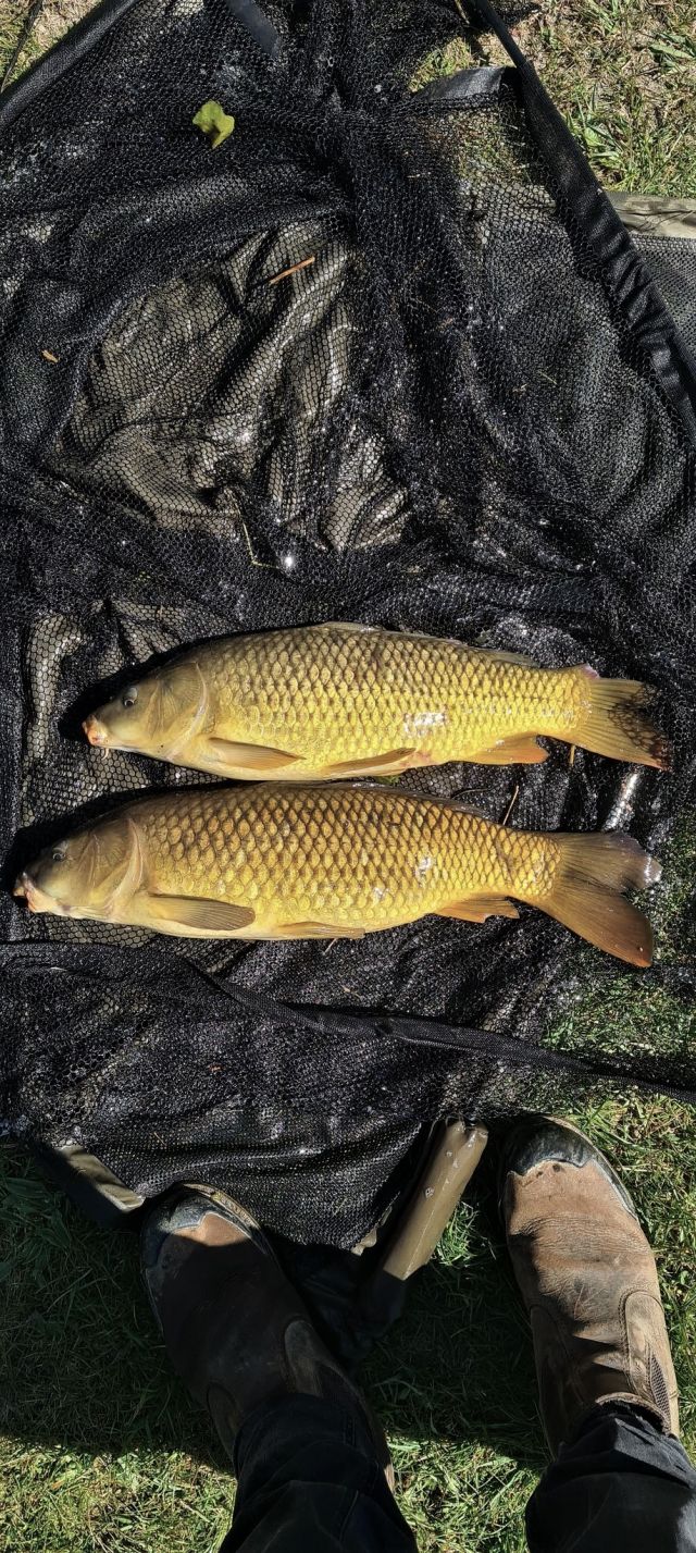 mathew_carp mathew_carp