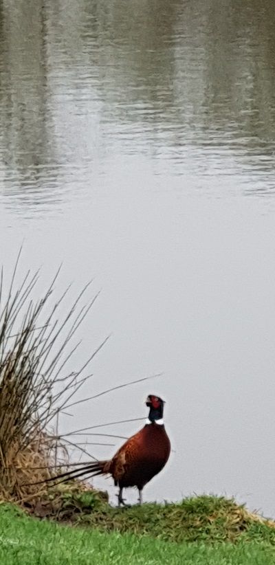 pheasant_Jan2019 pheasant_Jan2019