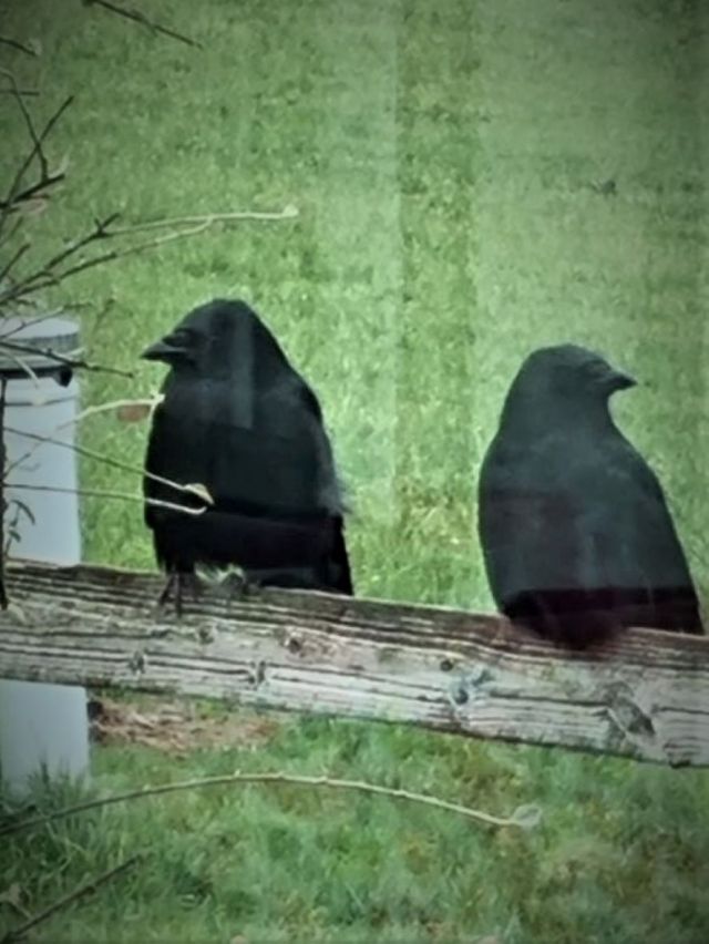 web_site_two_crows_20210210_103934_(2)